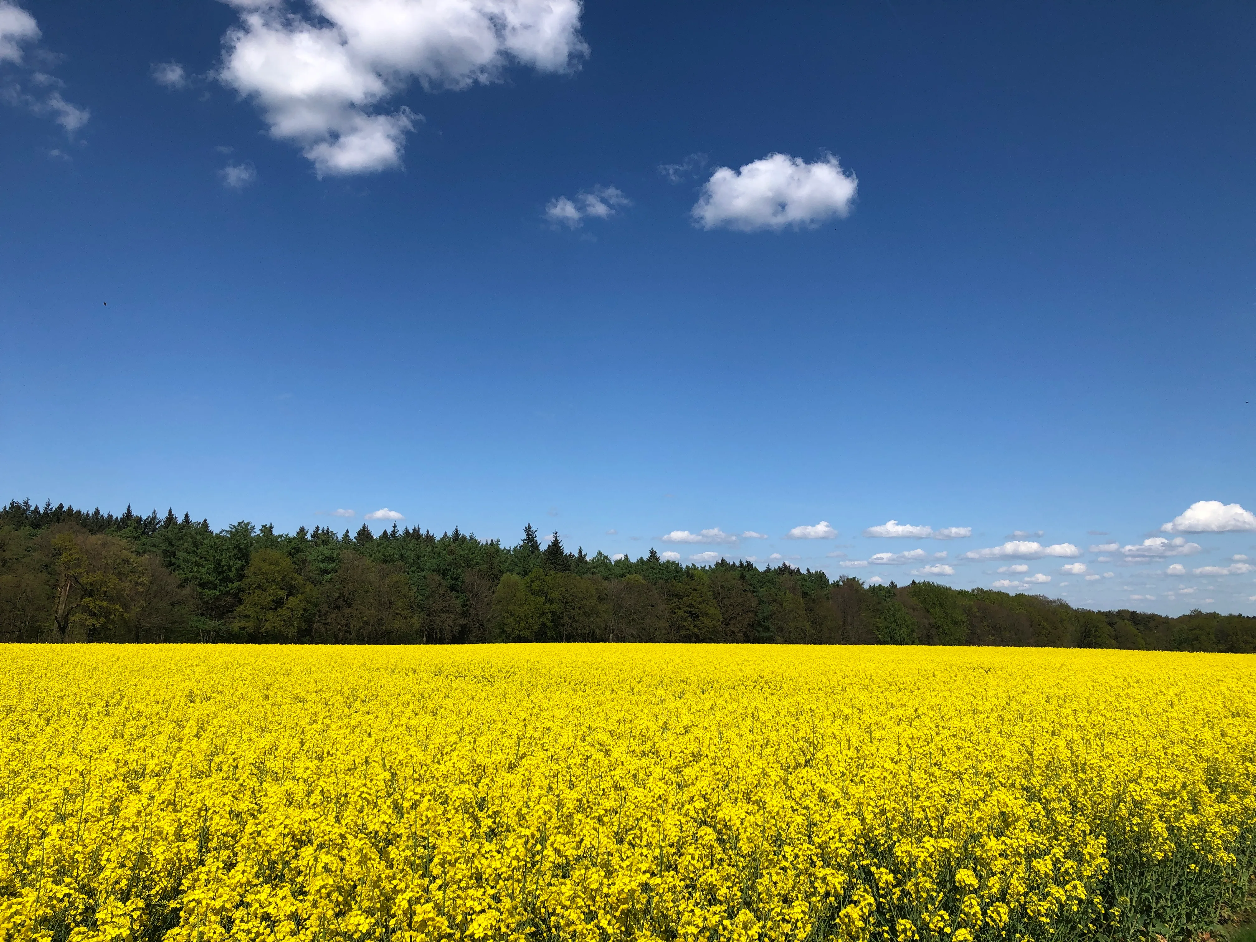 Blühendes Rapsfeld unter blauem Himmel